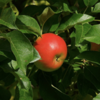 Thumbnail apple2