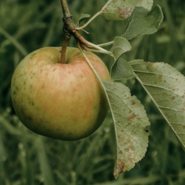Thumbnail apple3